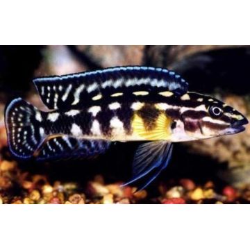Julidochromis Marlieri 4-6cm lot de 5