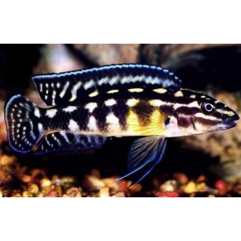 Julidochromis Marlieri 4-6cm lot de 5 Julidochromis Marlieri 4-6cm lot de 5