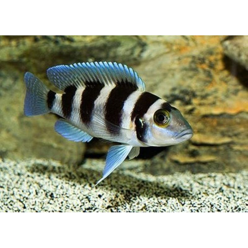 Neolamprologus tretocephalus 5-7 cm