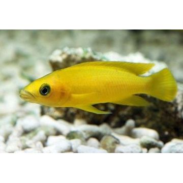 Lamprologus Leleupi 4-5cm lot de 5              