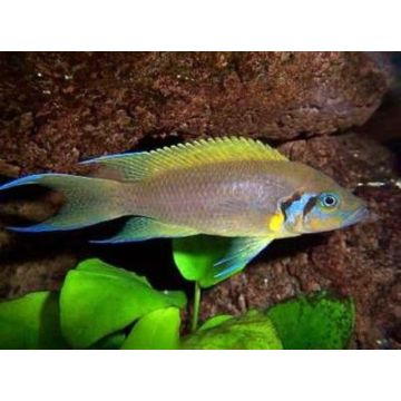 Neolamprologus pulcher 4-5cm              
