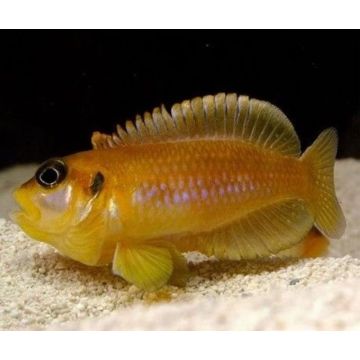 Lamprologus Ocellatus Orange 2-3cm lot de 2