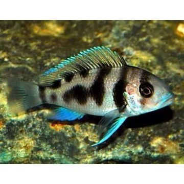 Cyphotilapia Frontosa Black widow 3-4cm