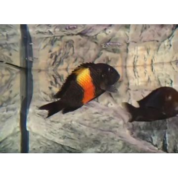 Tropheus Moorii orange bemba 3-4 cm lot de 2