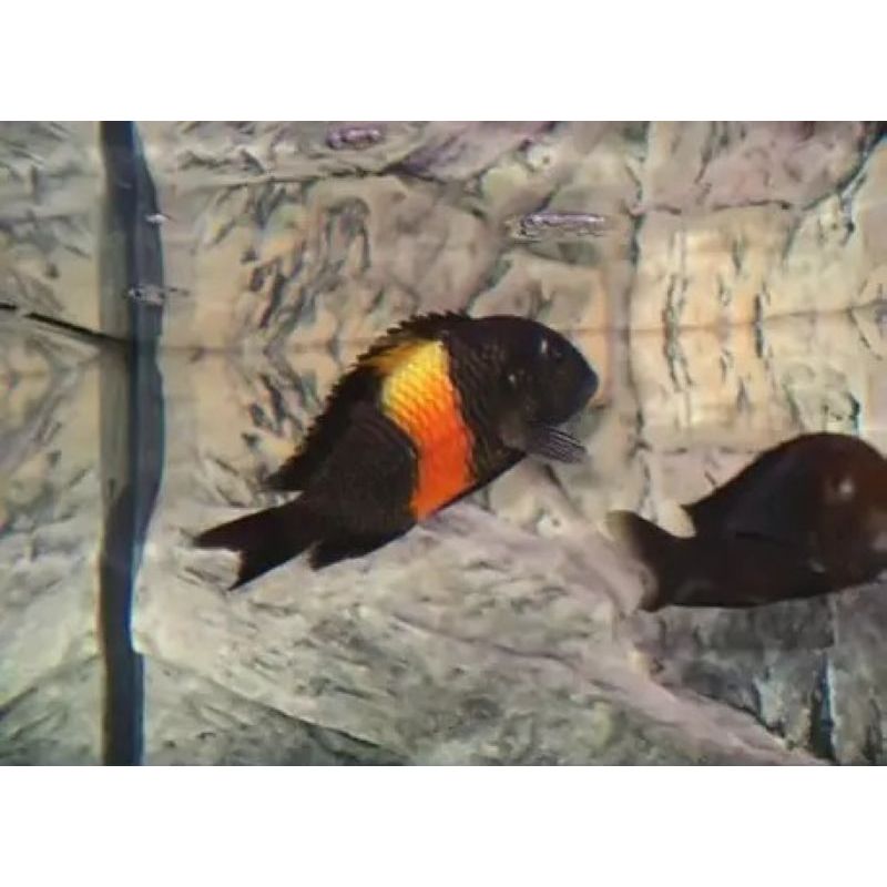 Tropheus Moorii Orange 3-4 cm lot de 2