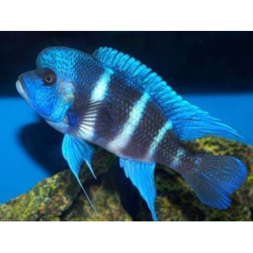 Cyphotilapia Frontosa mpimbwe 8-10cm per 2