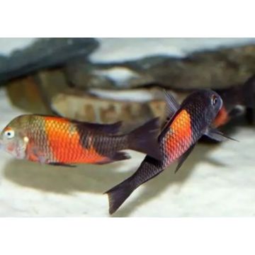 Tropheus Moorii bemba 5-6 cm oranje