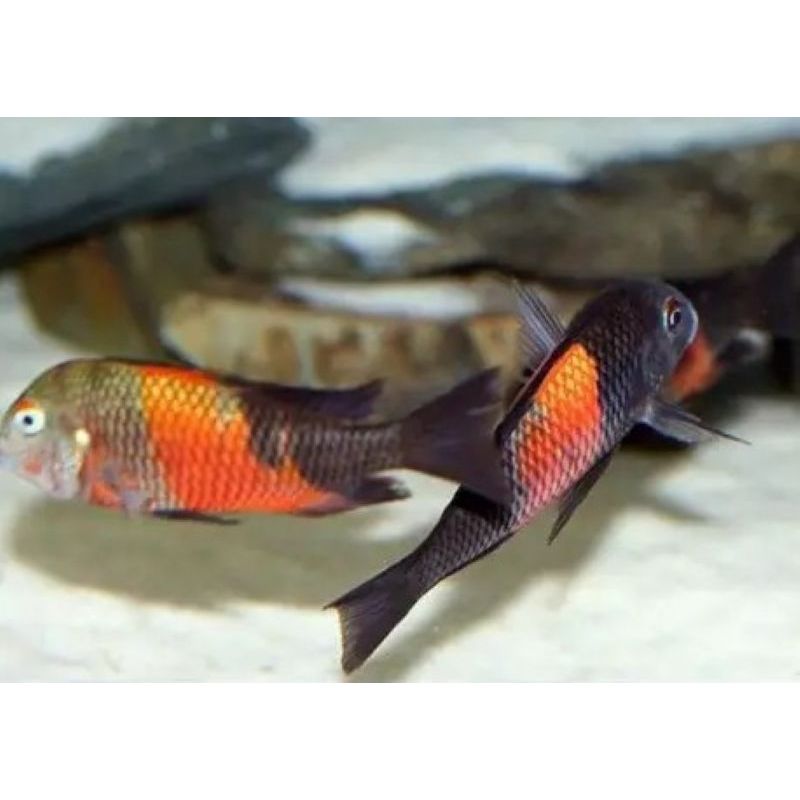 Tropheus Moorii orange bemba 3-4 cm