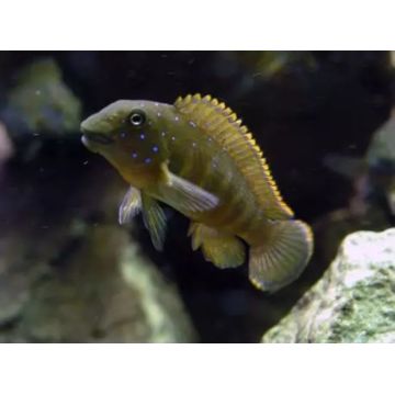 Eretmodus Cyanostictus 5-6cm lot de 2