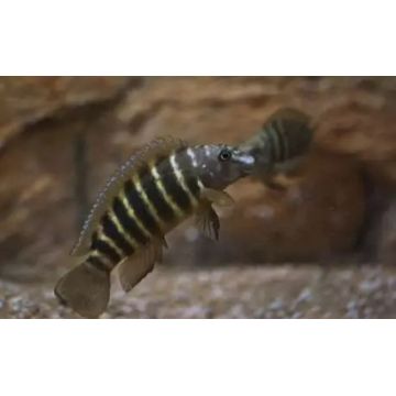 Eretmodus Cyanostictus 5-6cm