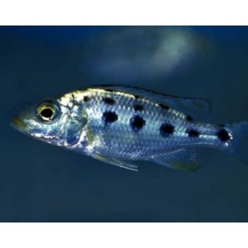 Fossorochromis Rostratus 6-8cm lot de 2