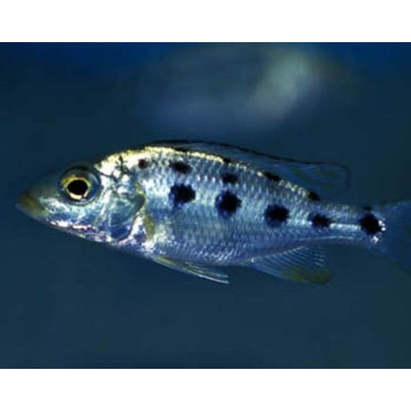 Fossorochromis Rostratus 6-8cm lot de 2 Fossorochromis Rostratus 6-8cm lot de 2