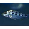Fossorochromis Rostratus 6-8cm lot de 2
