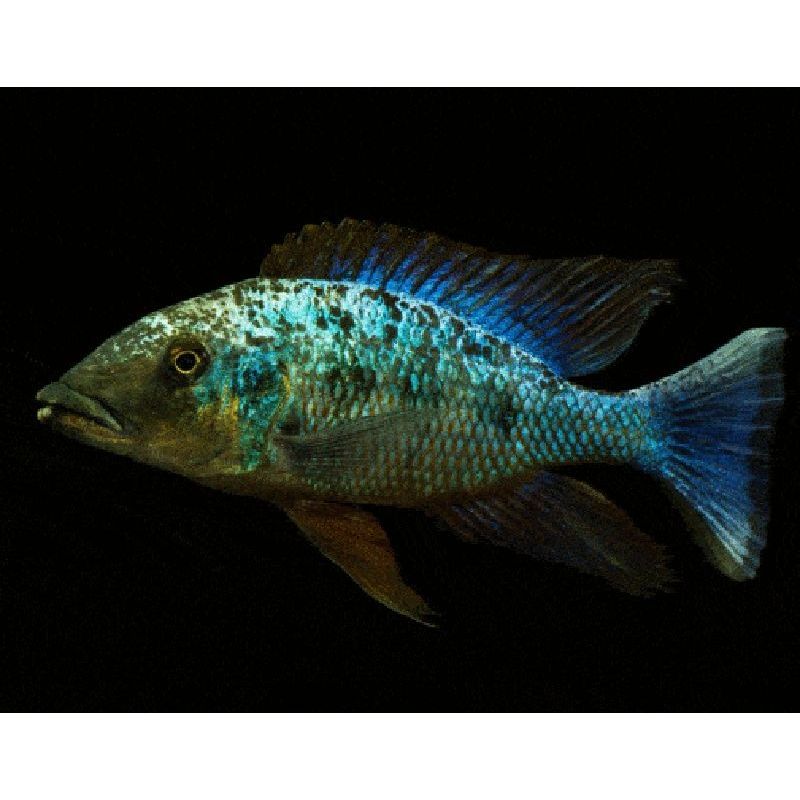 Fossorochromis Rostratus 8-9 cm koppel