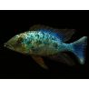 Fossorochromis Rostratus 6-8cm lot de 2