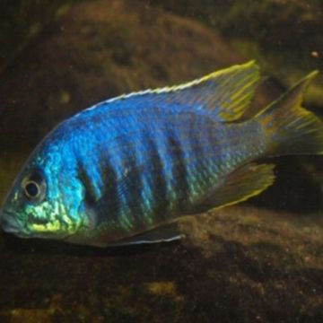 Protomelas sp Jalo reef 8-10 cm le couple