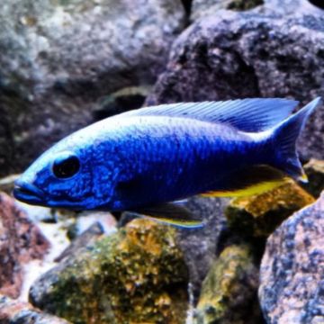 Sciaenochromis Fryeri Iceberg 8-10cm le couple