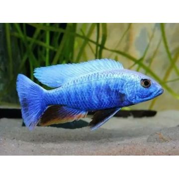 Haplochromis ahli  - Sciaenochromis fryeri 12-15cm koppel
