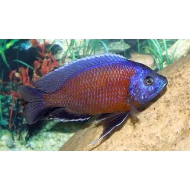 Copadichromis Borleyi Kadango Red 8-10 cm 12,50 € Copadichromis Borleyi Kadango Red 8-10 cm 12,50 €