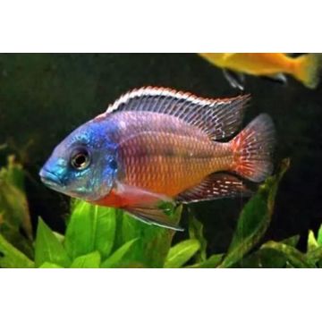 Protomelas taeniolatus boadzulu couple 10-12cm