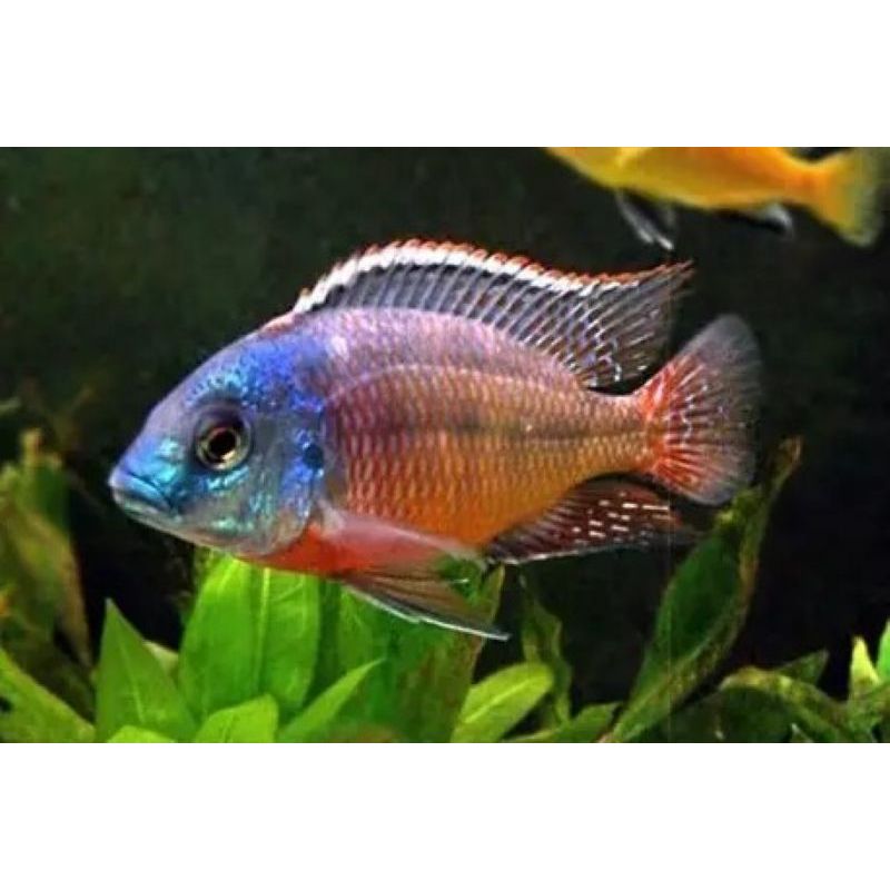 Protomelas taeniolatus boadzulu couple 10-12cm