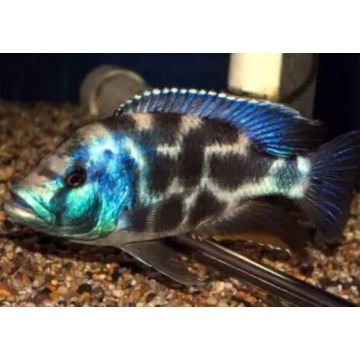 Nimbochromis livingstonii le couple 7-9 cm               