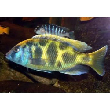 Nimbochromis venustus - Haplochromis Venustus 10-12 cm koppel