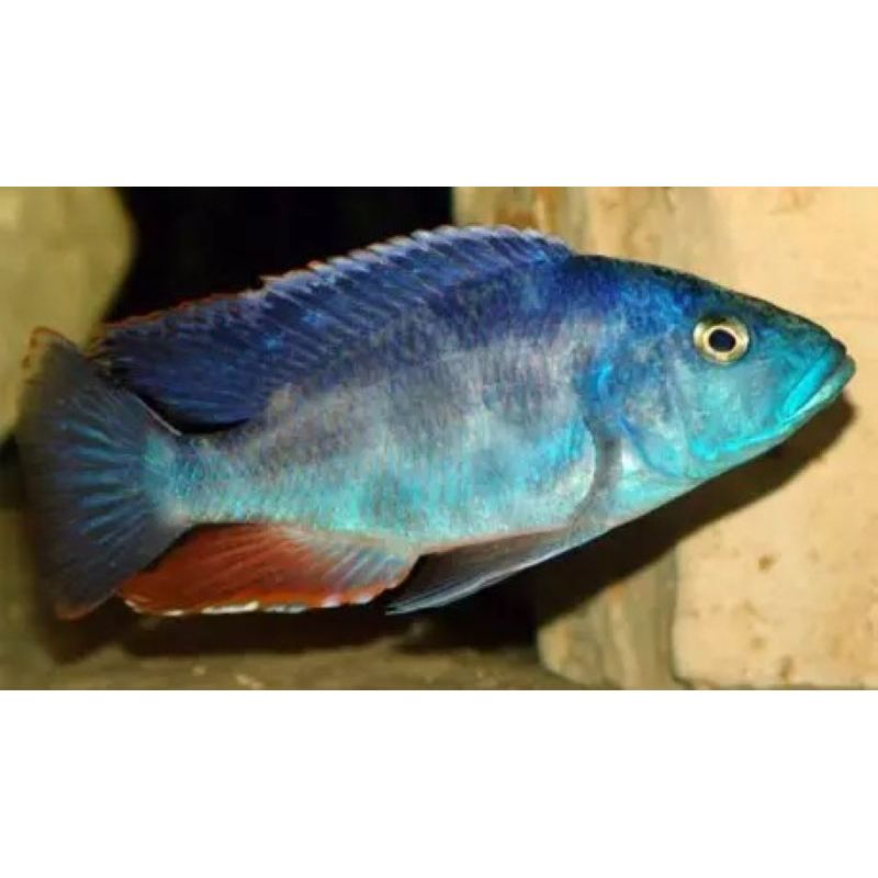 Haplochromis polystigma 9-11 cm le couple Haplochromis polystigma 9-11 cm le couple