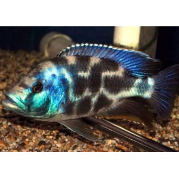 Nimbochromis livingstoni 4-6cm lot de 2