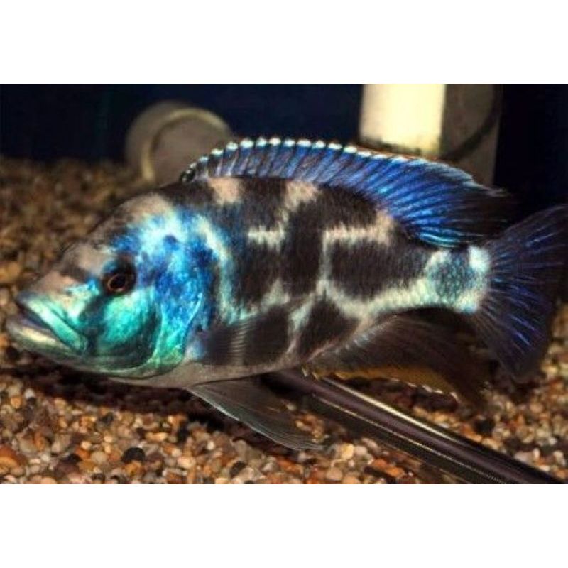 Nimbochromis livingstoni 4-6cm lot de 2 Nimbochromis livingstoni 4-6cm lot de 2
