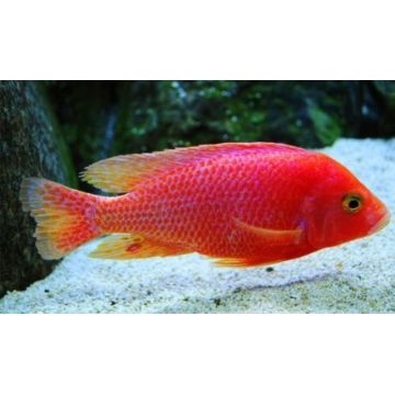 Aulonocara Sp FireFish 10cm le couple