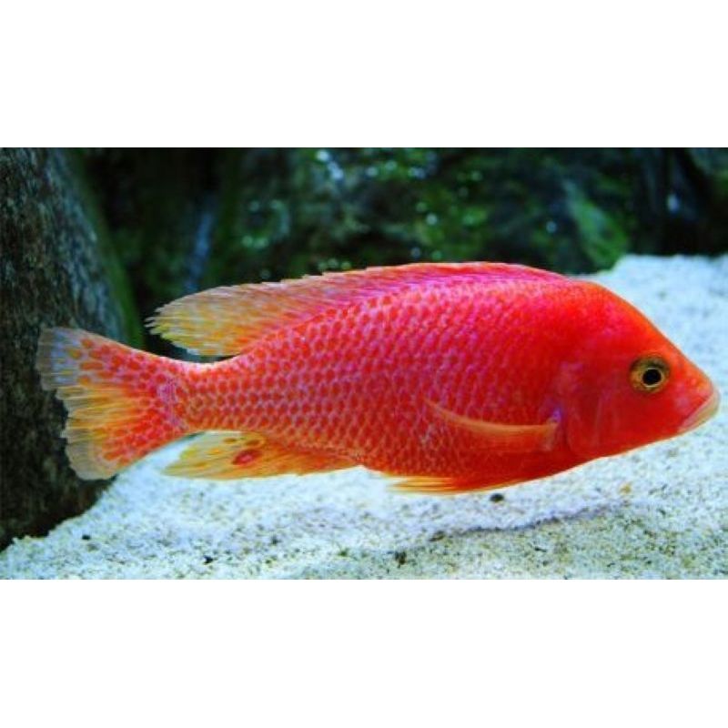 Aulonocara Sp FireFish 10cm le couple