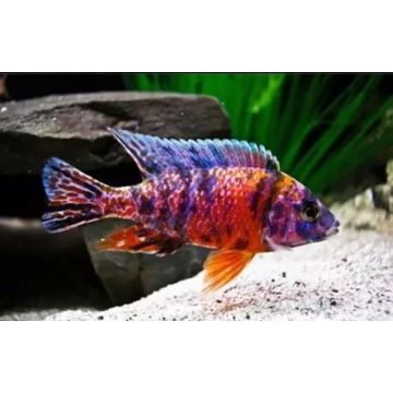 Aulonocara Blotched red le couple 7-8cm