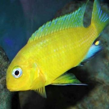 Tropheops macrophtalmus yellow gallireya 5-6cm lot de 2
