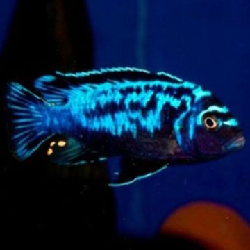 Metriaclima sp msobo 5cm  le lot de 2 