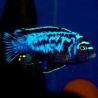 Metriaclima sp msobo 5cm  le lot de 2 