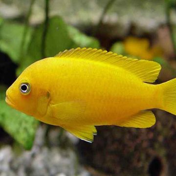 Metriaclima sp msobo 5cm  le lot de 2 