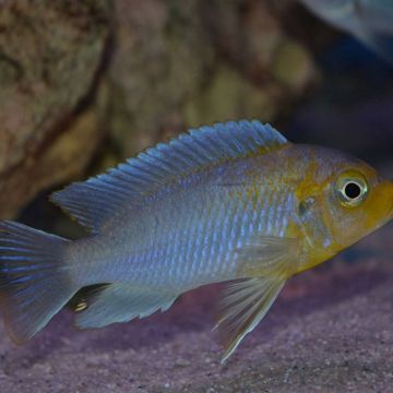 Metriaclima glaucos per 2