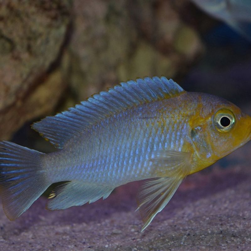 Metriaclima glaucos per 2