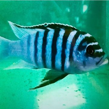 Metriaclima fainzilberi katale 4-5cm lot de 2
