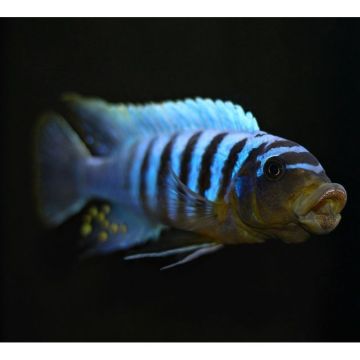 Metriaclima fainzilberi makonde 5-6 cm lot de 2