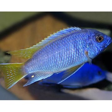 Pseudotropheus Acei Chinteche 4-5 cm