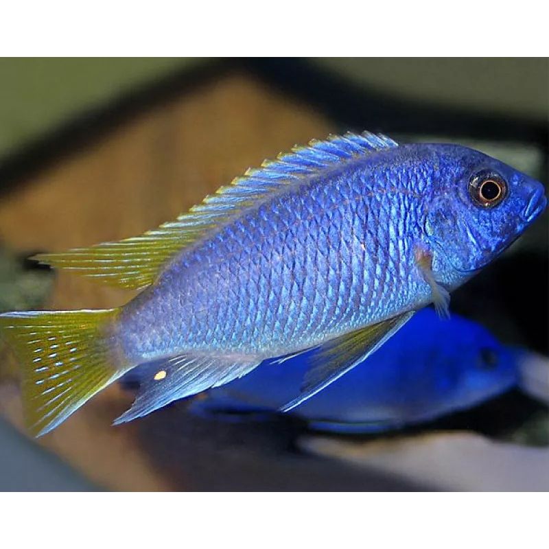 Pseudotropheus Acei Chinteche 4-5 cm