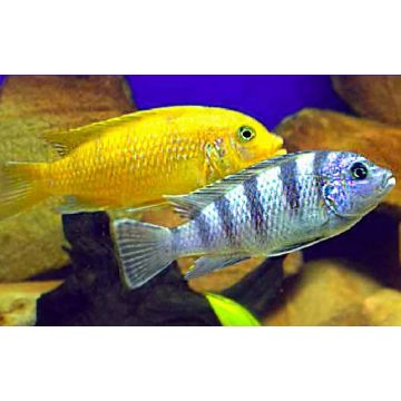 Maylandia lombardoi - Pseudotropheus Lombardoi 4-5cm