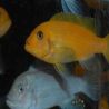 Metriaclima estherae minos reef (Mâle Bleu/femelle rouge) le couple