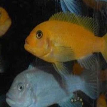 Metriaclima estherae minos reef (Mannelijk blauw/vrouwtje rood)