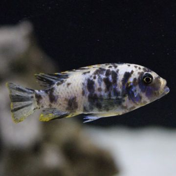 Metriaclima fanzilberi nkanda le couple 5-7cm