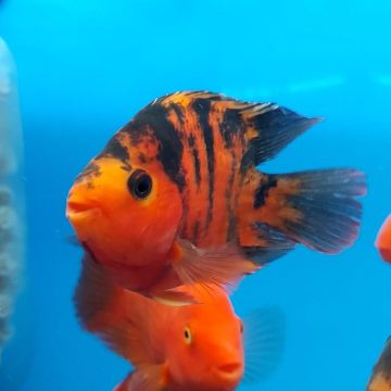 Cichlasoma Perroquet red tiger 10-12cm 