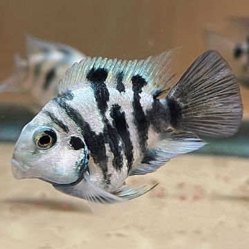 Cichlasoma parrot blue polar 3-4 cm