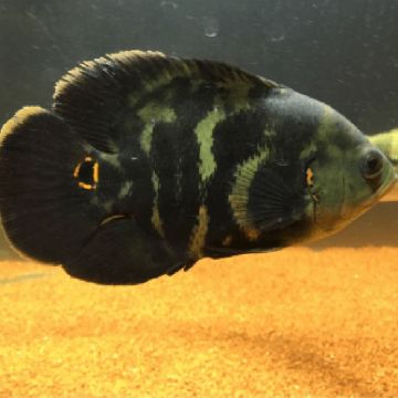 Astronotus Rouges tigrés-Oscar 5-6cm lot de 2